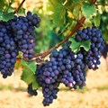 SA wine industry calls on government to support recovery and growth