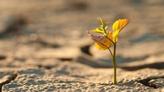 Climate action in agribusiness could reduce emissions by up to 7%