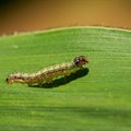 New FAO guidelines help countries limit the global spread of fall armyworm