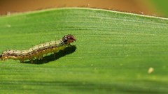New FAO guidelines help countries limit the global spread of fall armyworm