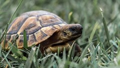 Image source: Ludvig Hedenborg from