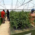 Aquaponics farming helps Free State farmers living with disabilities sustain livelihoods