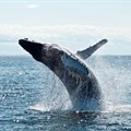 270,000 sign petition to stop Shell's seismic surveys on the Wild Coast
