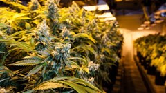 Image source: Eric Limon –