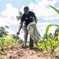 Picture-based insurance cushion Kenyan smallholder farmers from climate change