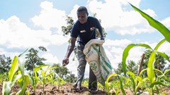 Picture-based insurance cushion Kenyan smallholder farmers from climate change