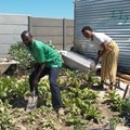 Khayelitsha couple turns dumpsite into community garden