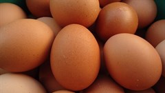 Spur Corporation commits to using only cage-free hens by 2025