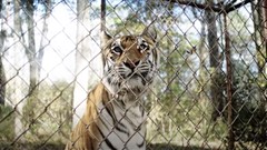 #OnTheBigScreen: The Tiger Rising and Dogtanian and the Three Muskehounds