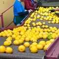 SA under US' radar for dumping lemon juice