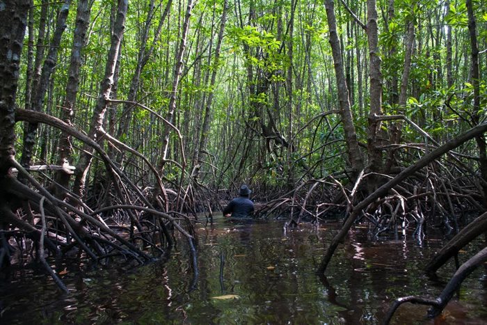 Mangroves protect coasts from erosion and fight global warming by storing excess carbon. | Photo: Cifor/Flickr, CC BY-NC-ND
