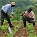 Storytelling event spotlights achievements in African agricultural research