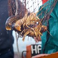 SA consumer power needed to help solve dire state of lobster fishing industry