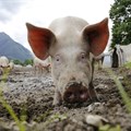 African Swine Fever detected in Southern Cape