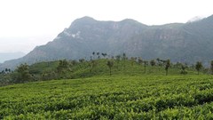 Coffee may become more scarce and expensive thanks to climate change - new research