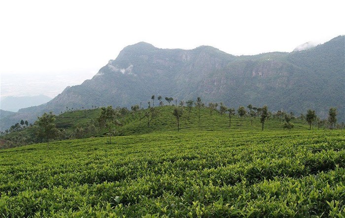 Source: Prince Tigereye (Raj) via