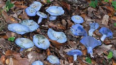How a humble mushroom could save forests and fight climate change