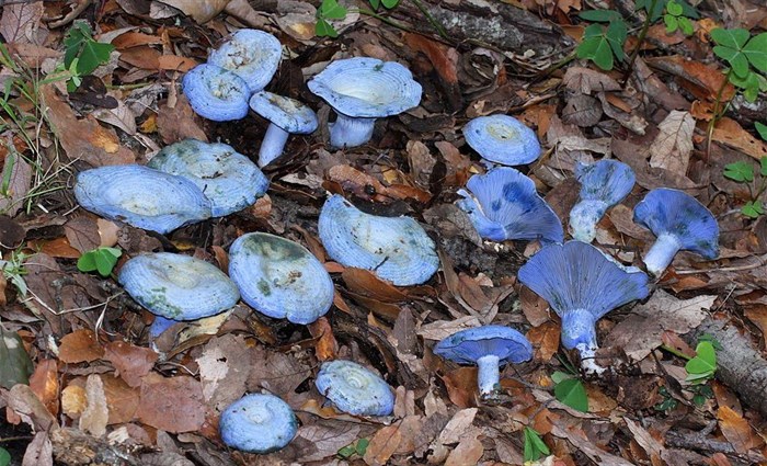 Source: Alan Rockefeller via