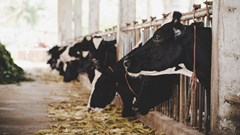 Kenya's dairy sector is failing to meet domestic demand. How it can raise its game