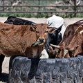 Vaccination campaign to manage FMD outbreak in KZN
