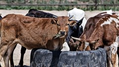 Vaccination campaign to manage FMD outbreak in KZN