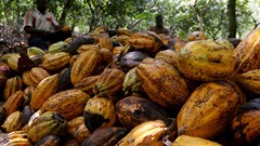 Ivory Coast tests new cocoa traceability system to fight deforestation