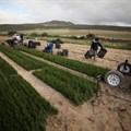 Farming boosts SA's fourth-quarter GDP growth