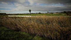 High Court halts construction of Amazon HQ on sacred land