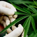 President, Cannabis Expo gives SA's cannabis industry high hopes