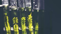 Biofuel: How new microalgae technologies can hasten the end of our reliance on oil