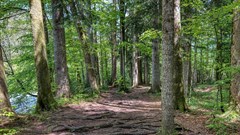 Planting trees can help the climate, but only if we also stop burning fossil fuels