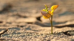 How leveraging technology can help African farmers weather climate change