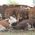 Control measures taken to prevent spread of foot and mouth disease