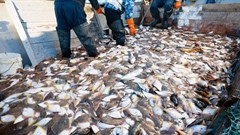 The information age is starting to transform fishing worldwide