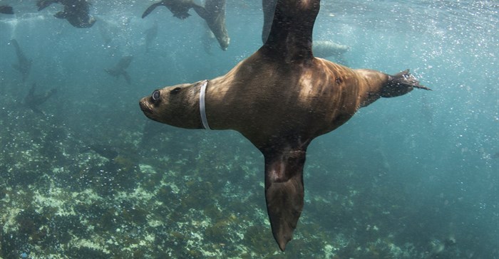Image supplied: Saving Seals explores the history of the seal disentanglement programme