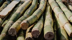Tongaat Hulett suspends Zim sugar cane pre-payments