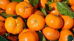 Ukraine war squeezes SA's citrus exports to Russia