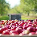 Market access boost for SA deciduous fruit industry