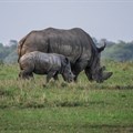 Sars intercepts 17 rhino horn at OR Tambo
