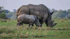 Sars intercepts 17 rhino horn at OR Tambo