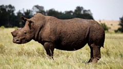 Namibia rhino poaching surges in June, ministry says