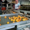 Western Cape Government meets Tiger Brands about fruit canning factory closure