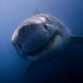 National Geographic Wild celebrates 10 years of Sharkfest with biggest Sharkfest to date this July