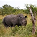 After 40 years of extinction, rhinos return to Mozambique