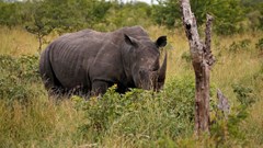 After 40 years of extinction, rhinos return to Mozambique