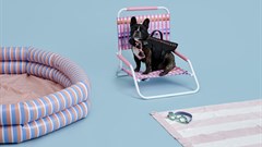 #StartupStory: Petite French & Co. - a proudly local luxury lifestyle brand for dogs