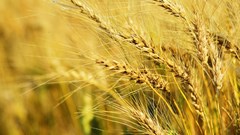 Source: Deneen LT via