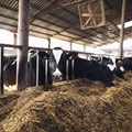 Animal health important for helping cut greenhouse gas emissions, new report says