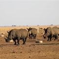 Poachers kill more rhinos in SA to meet Asian demand