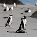 African penguins endangered by shipping noise in Algoa Bay